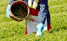 【ブログ】今だから知りたい新茶と古茶（こちゃ）のおはなし
