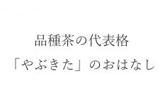 【ブログ】品種茶の代表格・「やぶきた」のおはなし