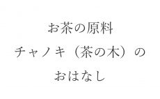 【ブログ】お茶の原料・チャノキ（茶の木）のおはなし